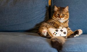 cat-8446390_640