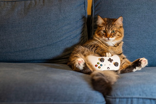cat-8446390_640