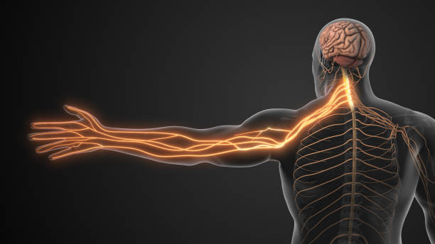 istockphoto-2178854123-612x612